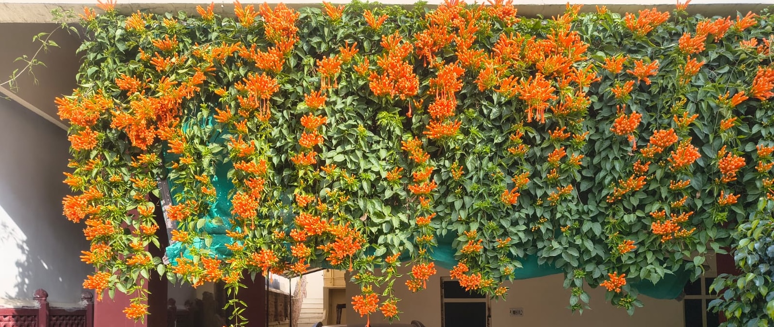 Flowering garden wall
