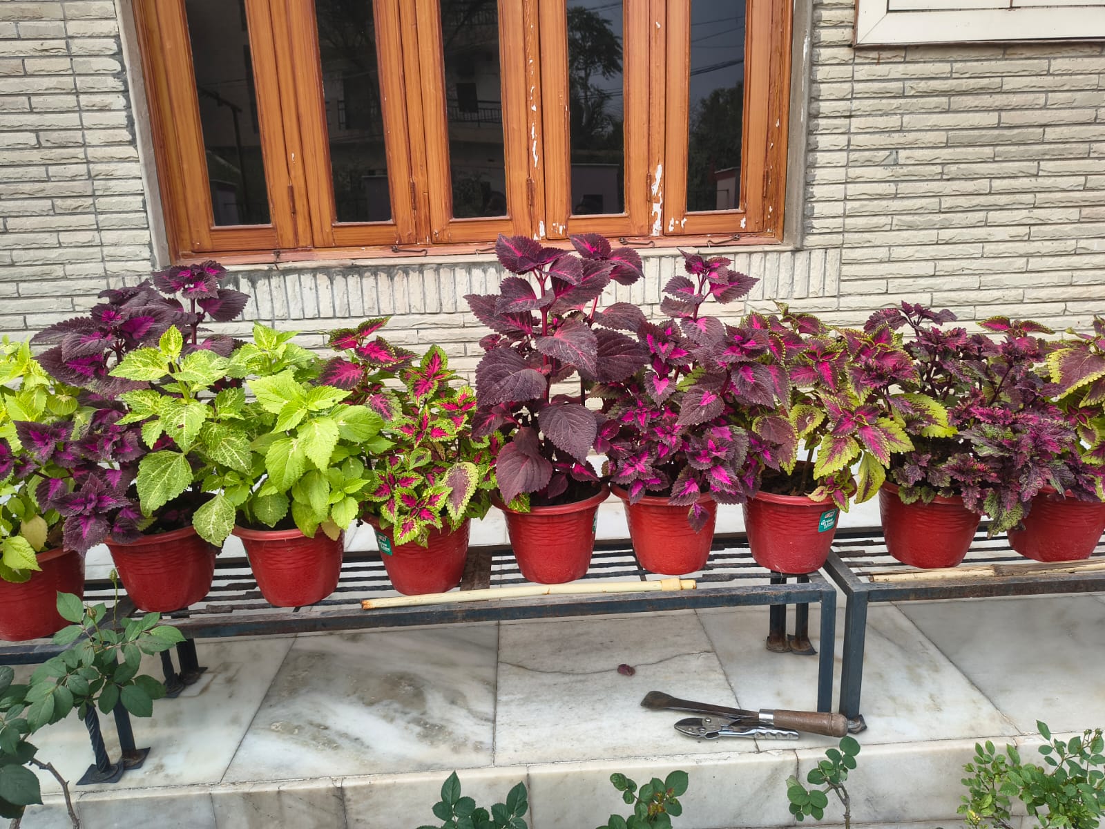 Plants on rent for events and offices