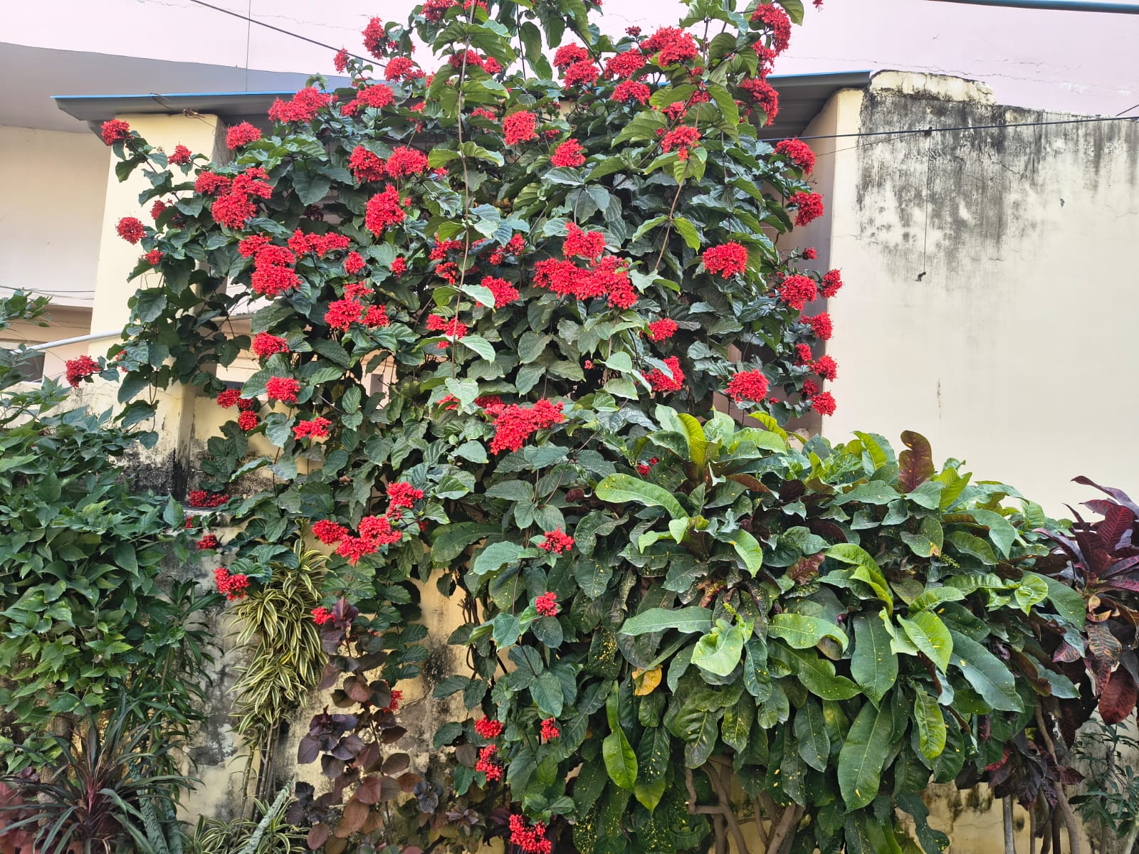 Garden by MaliJee