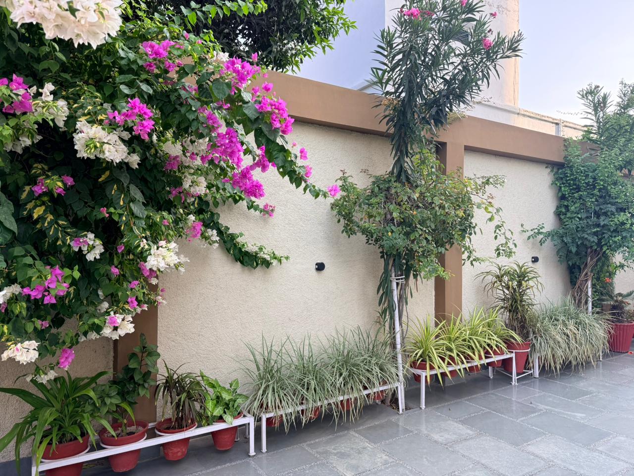Pink & White Bougainvillea