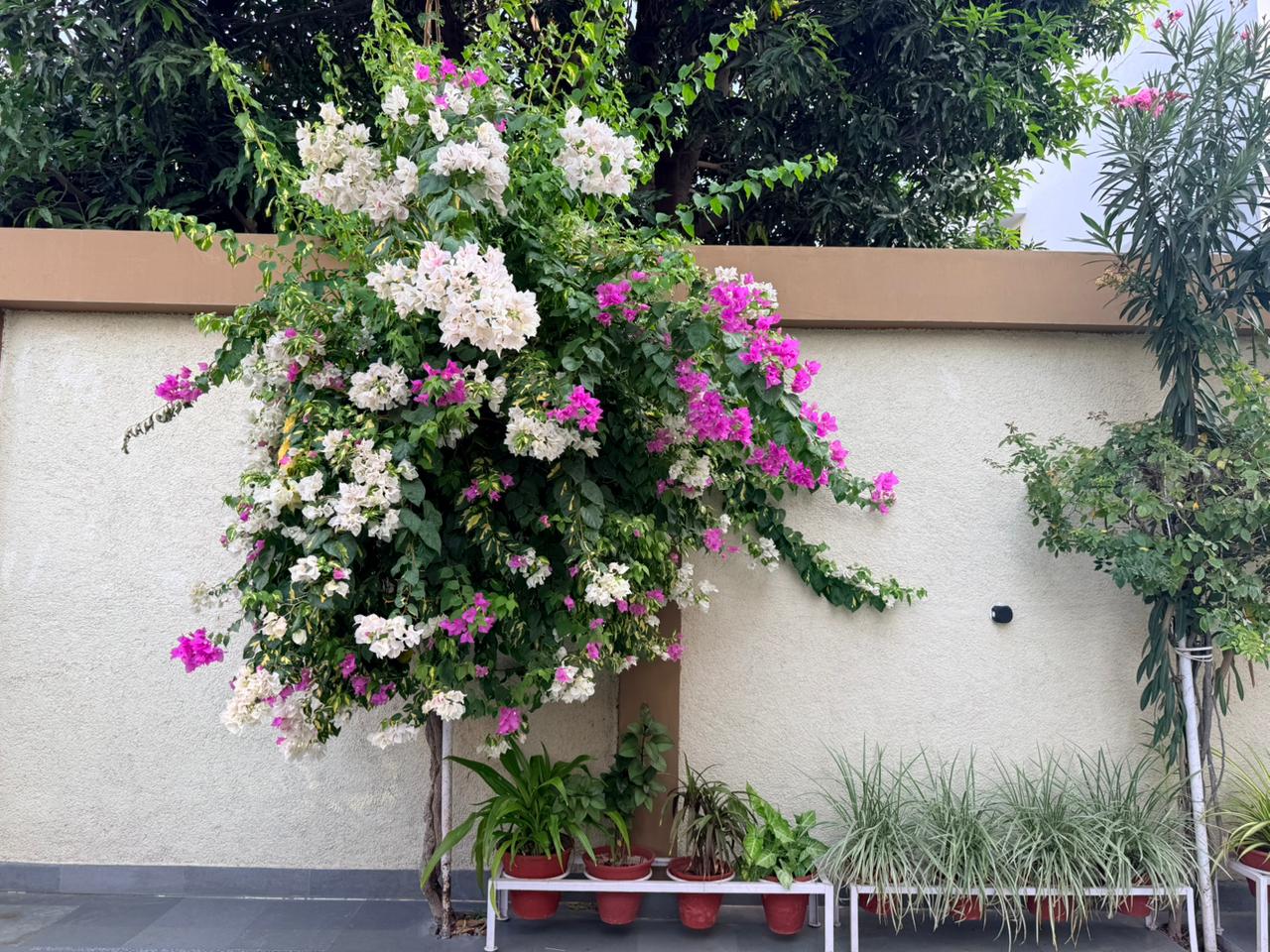 Bougainvillea Corridor Wall