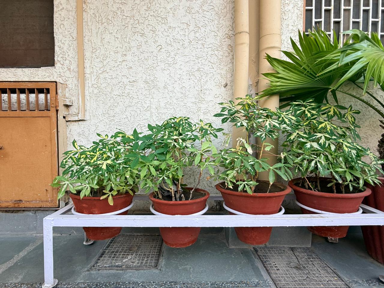 Sewa Mandir Hospital Garden